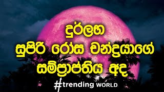 දුර්ලභ සුපිරි රෝස චන්ද්‍රයාගේ සම්ප්‍රාප්තිය (A Rare Super Pink Moon - 26th April 2021 Sri Lanka)