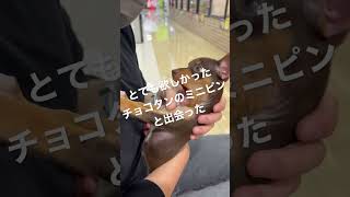 ミニピンを見に行ったら1番欲しいミニピンに出逢えた✌️