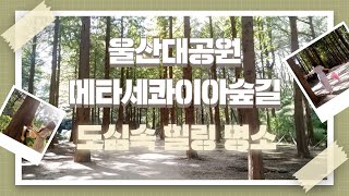 도심속 힐링명소🌳 울산대공원 메타세콰이아숲길로 동화같은 여행🌳