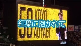 2022［再掲］青柳晃洋 打席時の登場曲【｢紅葉に抱かれて｣／50TA】　阪神ﾀｲｶﾞｰｽ　こうよう@阪神甲子園球場