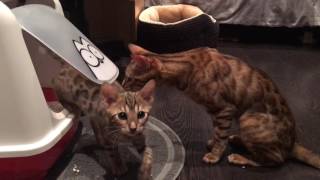 Bengal kitten meet adult Bengal