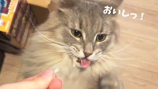 塩昆布を大好きなおやつと勘違いさせちゃったのでお詫びカニカマ  ノルウェージャンフォレストキャット