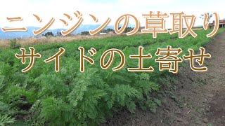 遅まきニンジンの除草・土寄せ