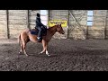 rb exclusive dream hannah yuke only horsemanship