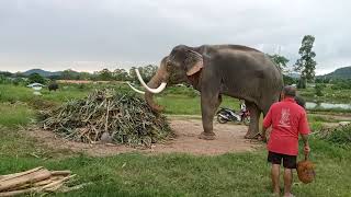 คุณพ่อพลายบัวบาน🐘พลายเบิร์ด🙏สุดยอดมากๆๆๆๆๆ