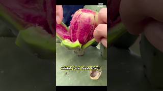 Buah Kaktus yang dapat dimakan #shorts #buah #kaktus #makan #food #buahkaktus