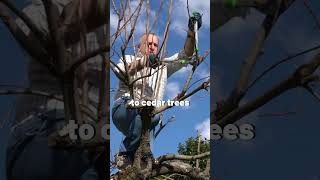 The 600-Year-Old Japanese Technique of Growing Trees Out of Other Trees