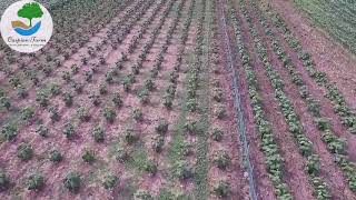 Paulownia farm in Romania-مزرعه پالونیا در رومانی