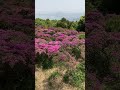 一般群生地より1ヶ月早く開花するミヤマキリシマ見に経塚山登ってみた🌸 2山頂ぐるっと編　大分県速見郡日出町　2021年4月10日