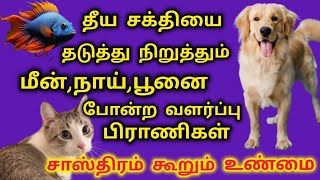 தீய சக்தியை தடுத்து நிறுத்தும் செல்லப்பிராணிகள் #subscribe #doglover #cat