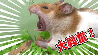 殻ごと食べれるの？美味しそうにピーナッツを食べるハムスター：おもしろ可愛いペット動画