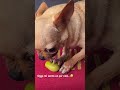 contro tutti 🤣🤣 cane arrabbiato chihuahua animali videosvirales animals giocareinsieme