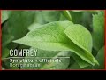 What Is The Gift Of Comfrey? Learn about this comforting healer who soothes our wounds.