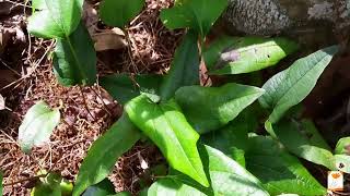 Trichopus | බිං‍පොල් | trichopus zeylanicus | Ayurvedic plant