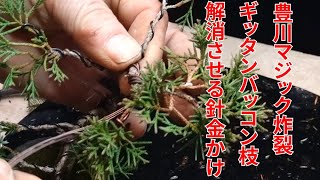 Wiring to eliminate gittan-bakkon when pruning Japanese cypress trees