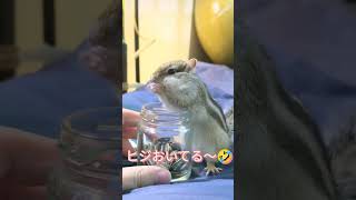 音につられてやってきたヨクバリス！【シマリス】