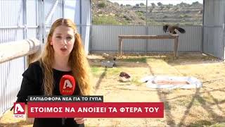 Έτοιμος να ανοίξει τα φτερά του ο γύπας που εντοπίστηκε στη Λεμεσό | AlphaNews