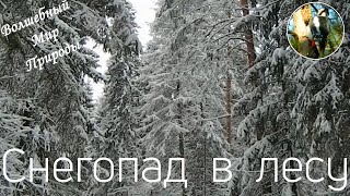 Снегопад в Лесу! Волшебная красота! (Заснеженные деревья, Шум леса, Звуки природы)