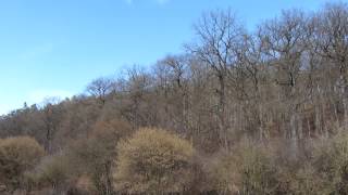 Raubvogel-Ruf - Accipiter sp. (Habicht oder Sperber / Goshawk or Sparrowhawk / Azor o Gavilan)