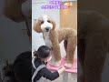 스탠다드 푸들 무릎꿇고 미용해야됨 왕큰푸들 스탠다드푸들 standard poodle before u0026 after groom standardpoodle shorts