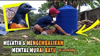 Cara mengembalikan MENTAL murai batu paling AMPUH setelah mabung 💯 @RadjaMurai