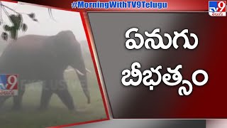 ఏనుగు బీభత్సం | Elephants hulchul in Chittoor - TV9