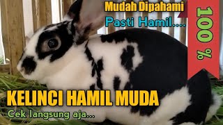 Ciri Ciri Kelinci Hamil yang sering menjadi acuan