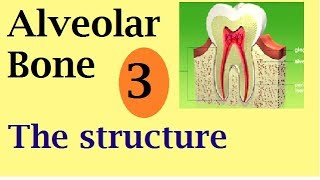 Alveolar bone part 3: the structure