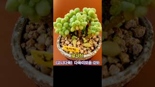 [고니다육] 예쁜 #다육이모음 (29) #succulentcollection