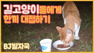 배고픈 길냥이들 한끼 챙겨주기 #길고양이 #길고양이밥주기