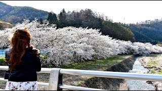 春の信濃路に桜が舞う・4K