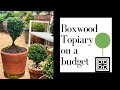 Boxwood Topiary on a budget