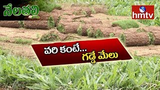 మేడ్చల్ జిల్లాలో విస్తృతంగా గడ్డి సాగు | Grass Crop Cultivation | Medchal | Nela Talli | hmtv