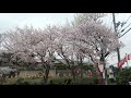 2021年４月４日　相生市　長池公園　岩屋谷公園　相生市立図書館　さくら風景