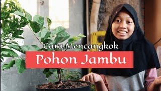 Cara Mencangkok tanaman | Tugas Sekolah Kelas 6 SD |