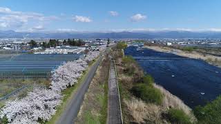 桜空撮　寒河江公園（山形県寒河江市）