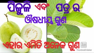 ପିଜୁଳି ଏବଂ ପିଜୁଳି ପତ୍ର ରେ କଣ କଣ ଔଷଧ ଗୁଣ ରହିଛି l#Home remedy #Guava in medicine #odia ayurveda