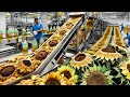 How Harvesting Millions Tons Of Sunflower Seeds And Process Sunflower Oil In Factory -Technology Oil