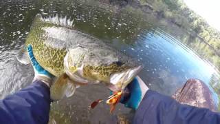 How to Catch Murray Cod - Buzzbait crazy sesh on the river