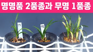 한국춘란 🌿 명명품 2품종과 무명 1품종 🩷 만호방