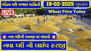 નવા ઘઉંના ભાવ આજના | 19-02-2025 | Commodity rate today | Nava Ghav Na Bhav | RJGondal Marketing Yard