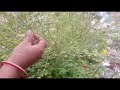 நாய் கடுகு naai kadugu dog mustard @ pbs seeds and plants nursery