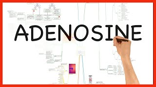 ADENOSINE