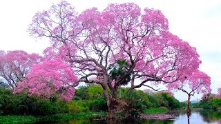 10 Stunning Trees in The World