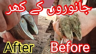 Bakro ke khur katny ka tarika | Goats hooves cutting | ROOFTOP GOAT FARM