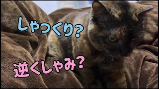 ふみふみしながら しゃっくり？逆くしゃみ？する猫