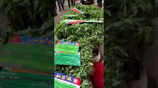 Pepper seedlings in the vegetable market菜市场里的辣椒苗#shorts