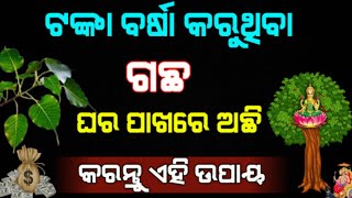 ମାତା ଲକ୍ଷ୍ମୀଙ୍କ ପ୍ରିୟ ଗଛ ! ଏହି ଗଛ ପାଖରେ କରନ୍ତୁ ଏହି ଛୋଟିଆ ଉପାୟ ଆପଣଙ୍କ ଘରେ ହେବ ଧନର ବର୍ଷା।