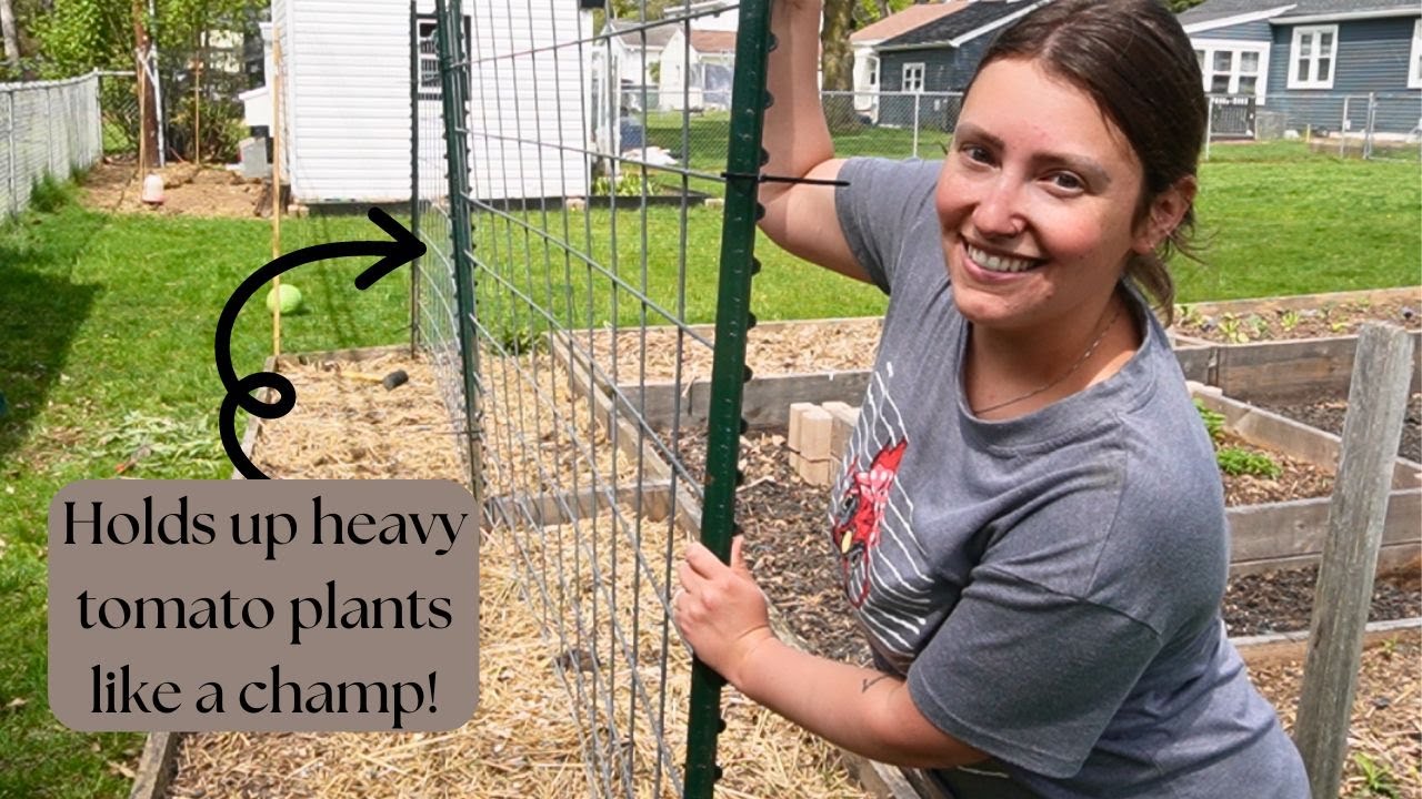 Cattle Panel Tomato Trellis Install Youtube Cattle Panel Tomato Trellis Install Youtube