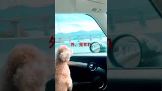 車窓から外が見たい【トイプードル】#Shorts#トイプードル#生活#toypoodle #ペット #犬がいる暮らし #dog #家族 #犬との生活#小貴賓